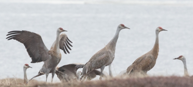 Hietakurki Grus canadensis Sandhill Crane