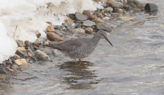 Harmaaviklo Tringa incana Wandering Tattler +1cy