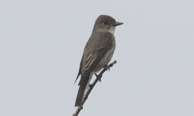 Havupiivi Contopus cooperi Olive-sided Flycatcher