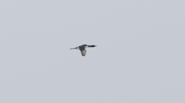 Jääkuikka Gavia adamsii Yellow-billed Loon adult