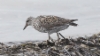 Tyrskykahlaaja Calidris virgata Surfbird +1cy