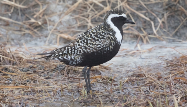 Amerikankurmitsa Pluvialis dominica American Golden Plover adult male