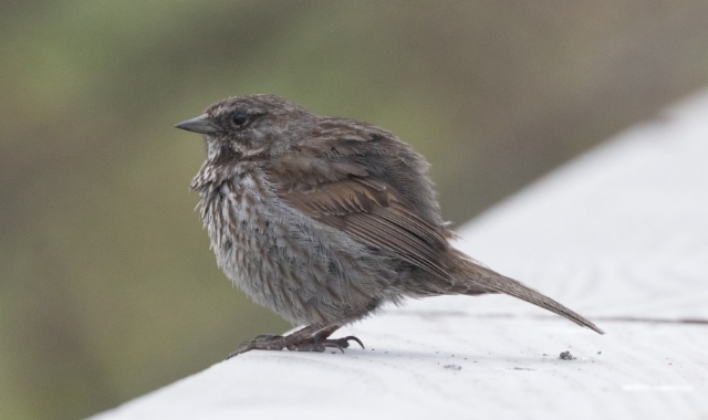 Laulusirkku Melospiza melodia Song Sparrow +1cy male ssp rufina