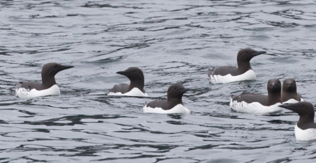 Etelänkiisla Uria aalge Common Murre