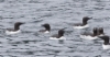 Etelänkiisla Uria aalge Common Murre