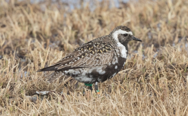 Amerikankurmitsa Pluvialis dominica American Golden Plover +1cy female 