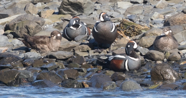 Virta-alli Histrionicus histrionicus Harlequin Duck