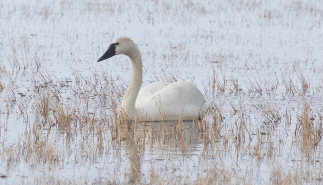 Pikkujoutsen Cygnus columbianus columbianus Whistling Swan