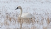 Pikkujoutsen Cygnus columbianus columbianus Whistling Swan