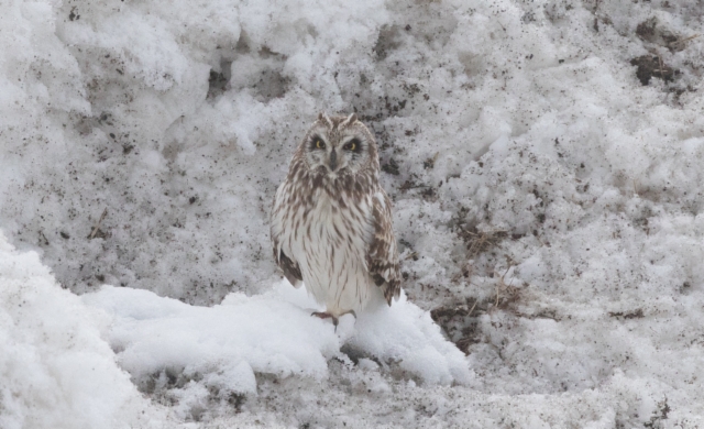 Suopöllö Asio flammeus ssp flammeus Short-eared Owl 