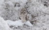 Suopöllö Asio flammeus ssp flammeus Short-eared Owl 