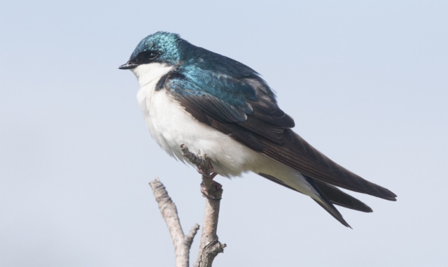 Kelopääsky Tachycineta bicolor Tree Swallow 