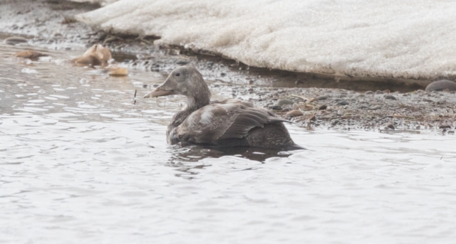 Silmälasihaahka Spectacled Eider Somateria fischeri 2cy male