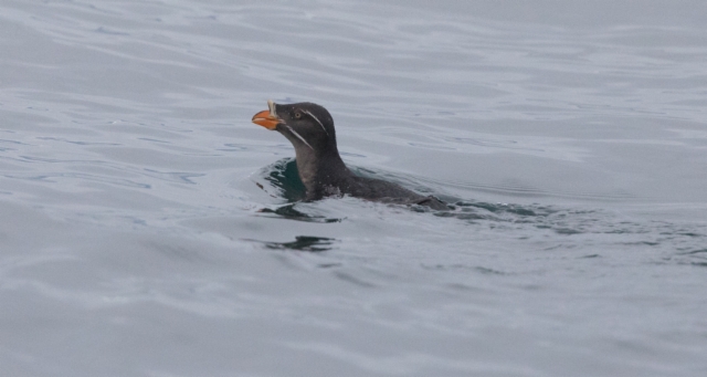 Sarvikiisla Cerorhinca monocerata Rhinoceros Auklet adult breeding