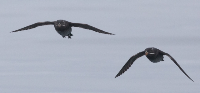 Sarvikiisla Cerorhinca monocerata Rhinoceros Auklet