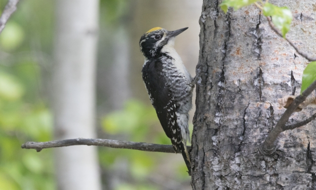 Pohjantikka Picoides tridactylus Three-toed Woodpecker male ssp fasciatus