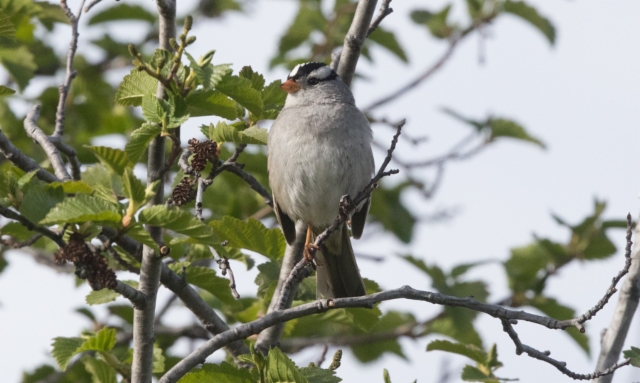 Juovapääsirkku Zonotrichia leucophrys White-crowned Sparrow adult