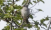 Juovapääsirkku Zonotrichia leucophrys White-crowned Sparrow adult