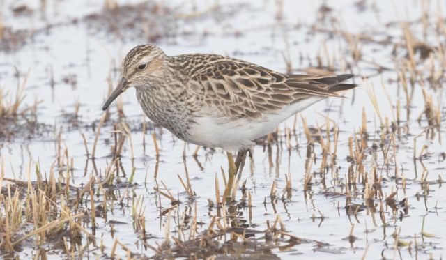 Palsasirri Calidris melanotos Pectoral Sandpiper +1 cy