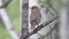 Korpirastas Catharus ustulatus Swainson´s Thrush