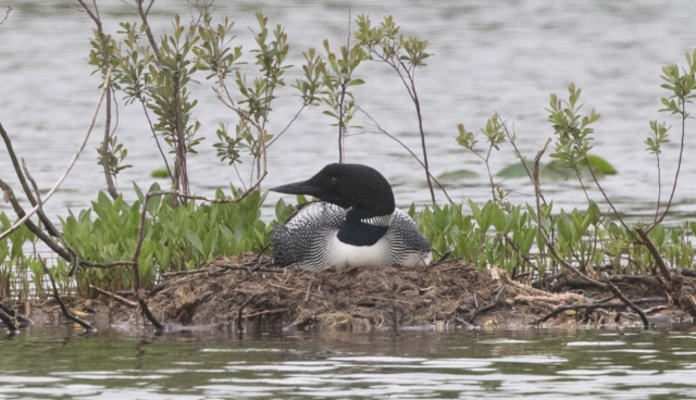 Amerikanjääkuikka Gavia immer Common Loon adult