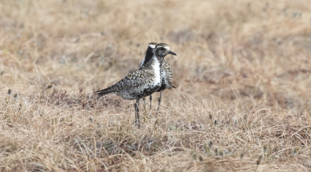 Siperiankurmitsa Pluvialis fulva Pacific Golden Plover adult male and female