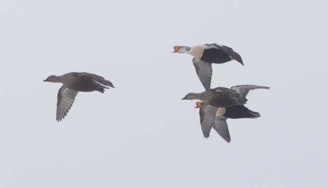 Kyhmyhaahka Somateria spectabilis King Eider