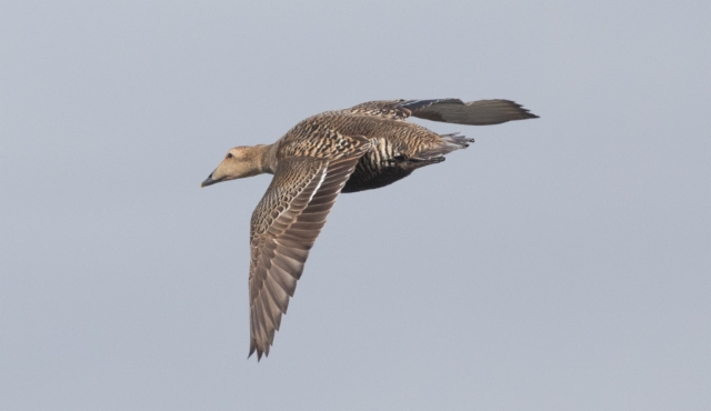 Haahka Somateria mollissima ssp v-nigrum Common Eider adult female