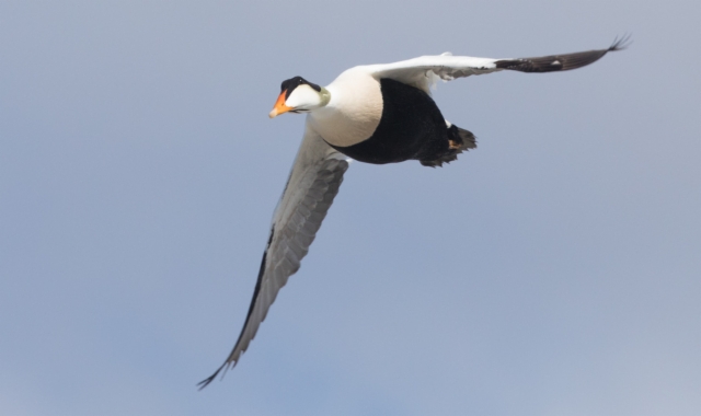 Haahka Somateria mollissima ssp v-nigrum Common Eider male