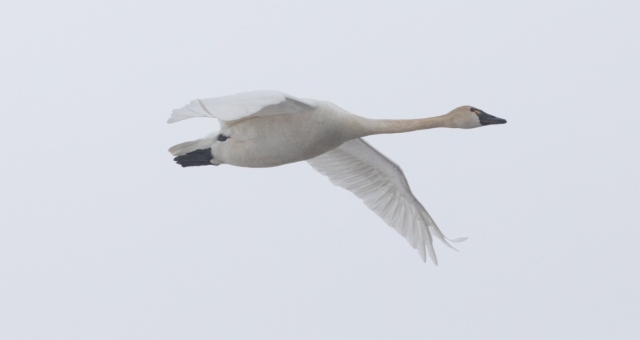 Pikkujoutsen Cygnus columbianus columbianus Whistling Swan 