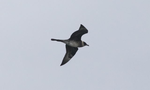 Leveäpyrstökihu Stercorarius pomarinus Pomarine Jaeger 3cy