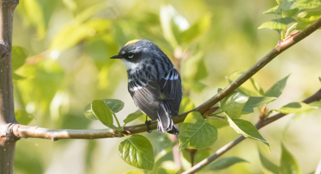 Kruunumetsäkerttu Dendroica coronata Yellow-rumped (Myrtle) Warbler male 