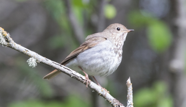 Erakkorastas Catharus guttatus Hermit Thrush 