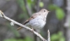 Erakkorastas Catharus guttatus Hermit Thrush 