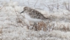 Kanadansirri Calidris pusilla Semipalmated Sandpiper adult breeding