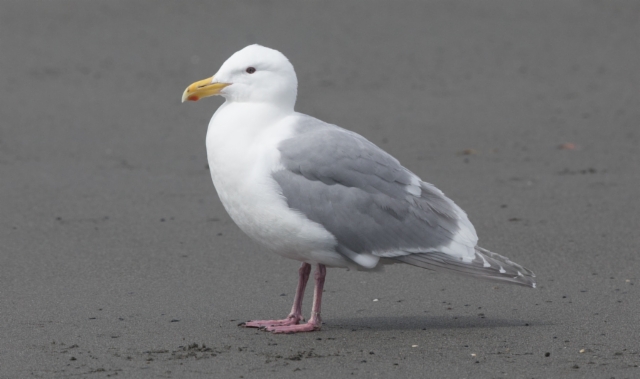 Amerikanisolokki Larus glaucescens Glaucous-winged Gull adult