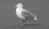 Amerikanisolokki Larus glaucescens Glaucous-winged Gull adult