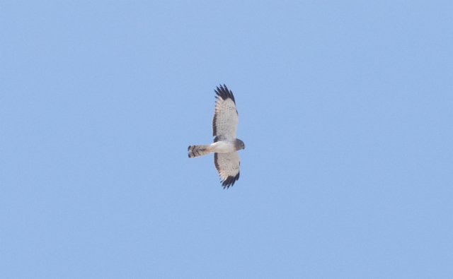 Sinisuohaukka Circus (cyaneus) hudsonius Northern Harrier adult male