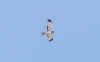 Sinisuohaukka Circus (cyaneus) hudsonius Northern Harrier adult male