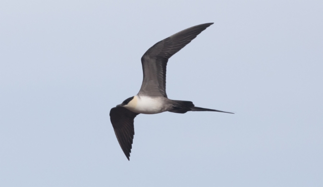 Tunturikihu Stercorarius longicaudus Long-tailed Jaeger adult