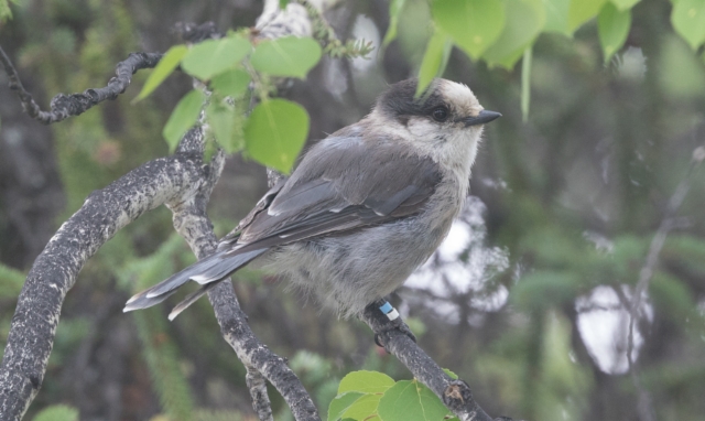 Harmaakuukkeli Perisoreus canadensis pacificus Grey Jay +1cy