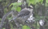 Harmaakuukkeli Perisoreus canadensis pacificus Grey Jay +1cy