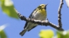 Kuusikerttuli Dendroica townsendi Townsend´s Warbler