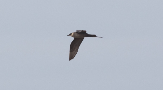 Merikihu Stercorarius parasiticus Parasitic Jaeger adult