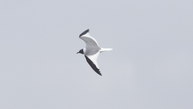 Tiiralokki Xema sabini Sabine´s Gull adult