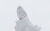 Tunturipöllö Nyctea scandiaca Snowy Owl male