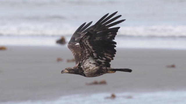 Valkopäämerikotka Haliaeetus leucocephalus Bald Eagle subadult (probably 3 cy)