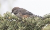 Kanadantiainen Poecile hudsonicus Boreal Chickadee 1cy