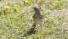 Erakkorastas Catharus guttatus Hermit Thrush 