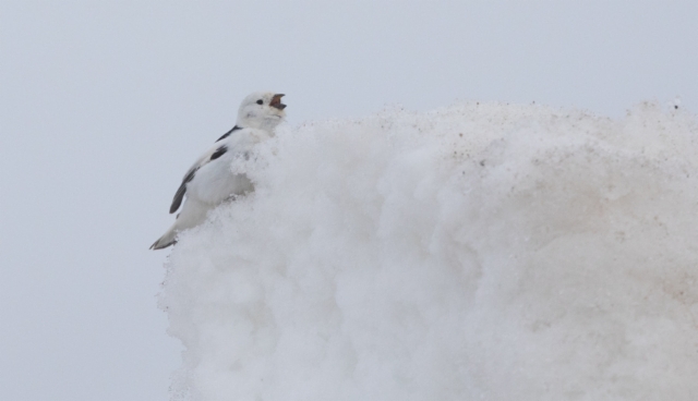 Pulmunen Plectrophenax nivalis Snow Bunting +1cy singing male